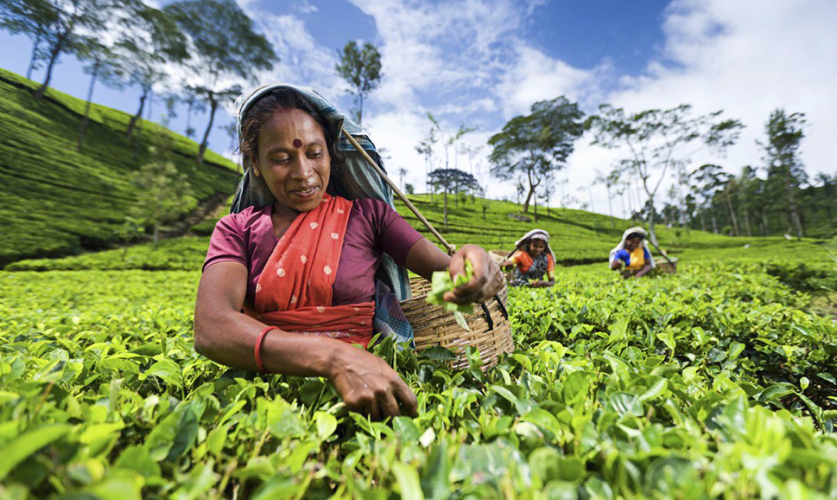 #SriLanka está entre los mayores productores de té del mundo. <a href="/ArantxaNeyra/">Arantxa Neyra</a>   ¿nos vamos pidiendo una taza? traveler.es/viajes/fotos/g…