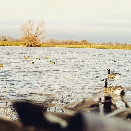 Big4team's tweet photo. #waterfowlhunting #waterfowl #birddog #birdcalls #malards #geese #midwest https://t.co/T7VZSZF9Rc https://t.co/XYPFZ1kH0A
