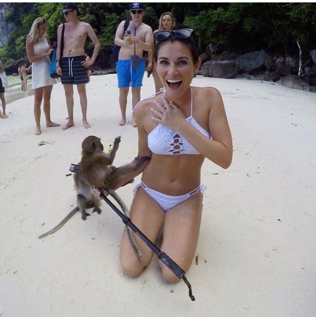 GC_Adventure's tweet photo. @alexsavard on Monkey beach, Koh Phi Phi with a cute little friend! #GlobalizedCitizen #Travel #explore #Thailand #GC https://t.co/DrmK8WElMg