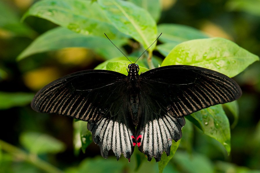 chachibichos's tweet photo. Cola de golondrina grande (Papilio ascalaphus) https://t.co/ctvHKfUTco