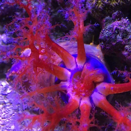PolypLab's tweet photo. Bet it likes Reef-Roids @riptidecreatures. ๐ Very cool piece for whoever gets it. #polyplaโฆ https://t.co/83VCMkyOqa https://t.co/BRgZr6rpGT