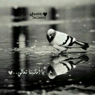 سٍالونيِ إلے ﻤتے سٍتظُل تحب أصدقائگ فاجُبتهـﻤ بگل هـدوء لا أدريِ ﻤتے سٍأﻤوت ولگن سٍأظُل أحبهـﻤ ﻤادﻤت عٍل قيِد الحيِاة💔