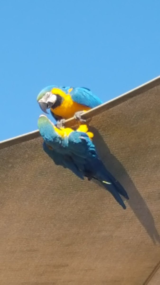 Even the birds are better in #Bronte