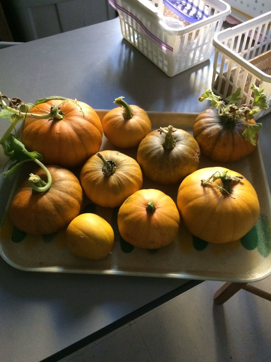 Pumpkin harvest!