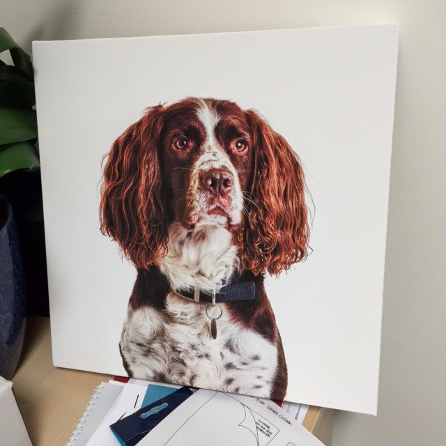 DesignByThrive's tweet photo. Mega thanks to @Brett365 for this lovely photo. He's a handsome chap. The dog that is! https://t.co/5kpd7aqj5u