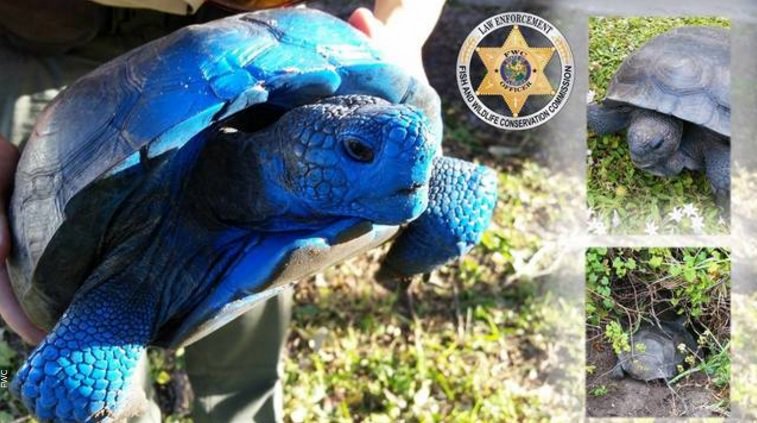 Endangered gopher tortoise found covered in blue paint in Florida bit.ly/2gGojA5 https://t.co/ObEA7kPc8N