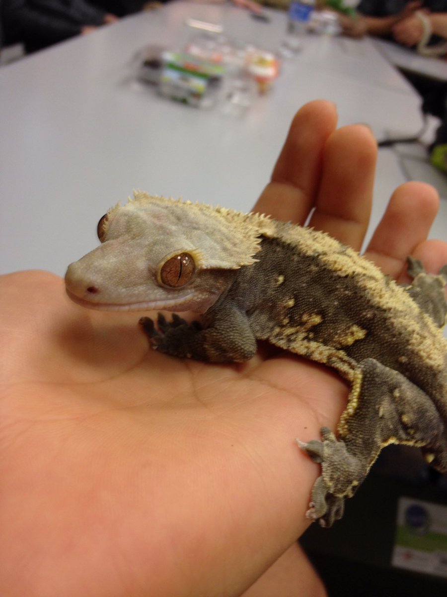 PeterCVelazquez's tweet photo. @NutmegSomething This is a picture of me holding a crested gecko taken last year. Did you know these little guys like to jump? https://t.co/ccW2lXlQPl