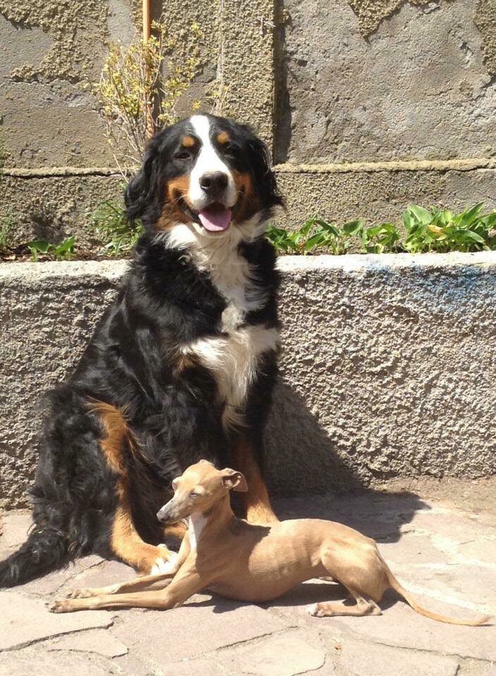 Galga Italiano PERDIDO sector #losnogales #ladehesa #elmolino #panoramicasur por favor DF hembra con collar y chapita