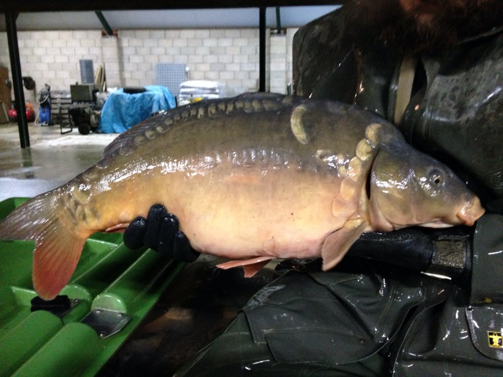 SScottFish tweet picture