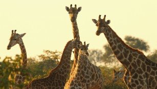 Giraffes climb 'red list' as numbers dramatically fall cnn.it/2gYN1yO <a href="/cnni/">CNN International</a>