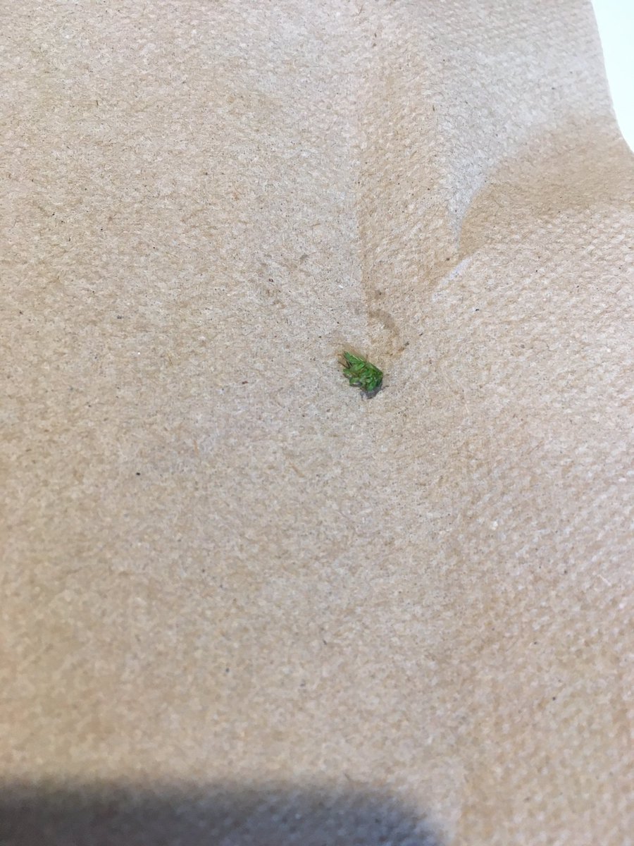 jaemslee's tweet image. Hi @ChipotleTweets this little guy just jumped out of my burrito bowl FYI