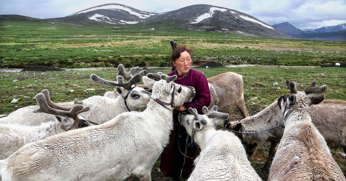 Incredible photos of one of the last groups of nomadic reindeer herders in the world bit.ly/2gkzGh7