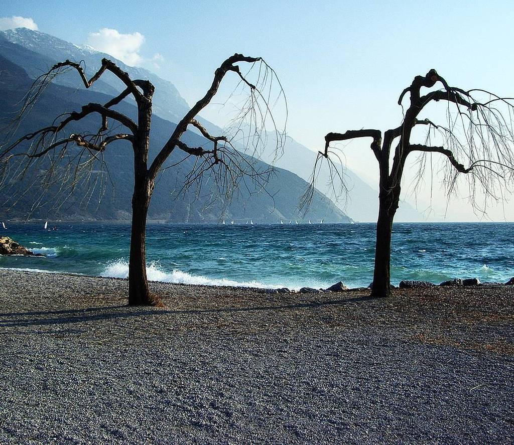 amrofficialph's tweet photo. These trees are incredible 💞. Looks like they are dancing in the wind 🎶🎶 https://t.co/luPz5ZmZt1 https://t.co/OdSibgNVqI