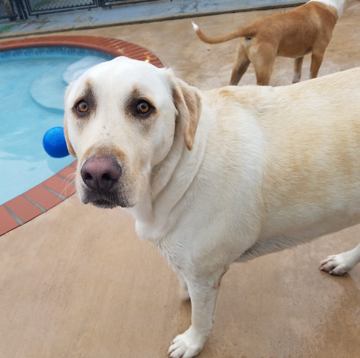PPRNewOrleans's tweet photo. Dug-"What do you mean they didn't have any more of my treats! Can I have your lunch instead?" #PPRNOLA,#hegothistreats,#hungrypuppy,#loveDug https://t.co/QZyiqAq4fC