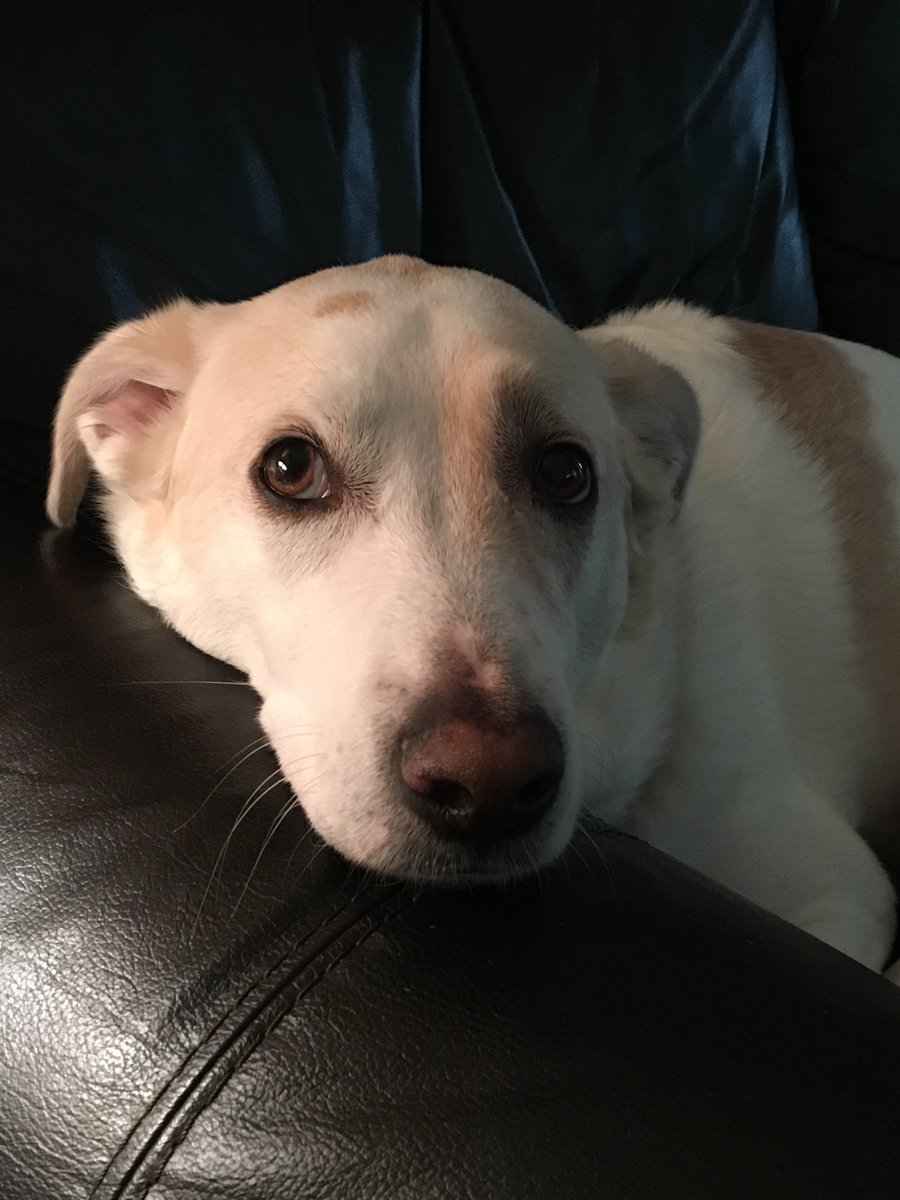 HWigglebutt's tweet photo. @PixieLaBrador @IzzyRubyNZ  did you guys see my #sofagator  pic? #belikePixie https://t.co/7IbAiU7h1o