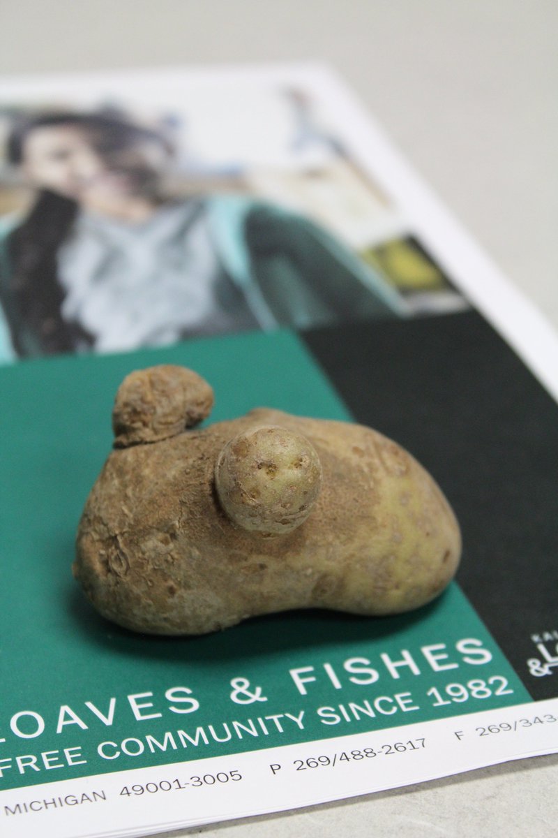 KzoLoavesFishes's tweet photo. This spud almost squeaked passed our volunteers today before we had a chance to snap a shot of it. @UglyFruitAndVeg #MousePotato #Kalamazoo https://t.co/uFZakHMwg6