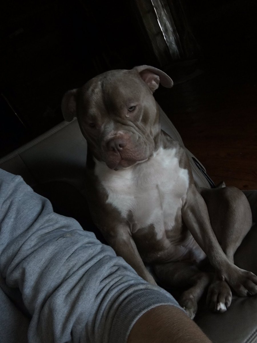 ChrisHarless428's tweet photo. When your dog sits on the couch like a human https://t.co/HBVUsQWNdj