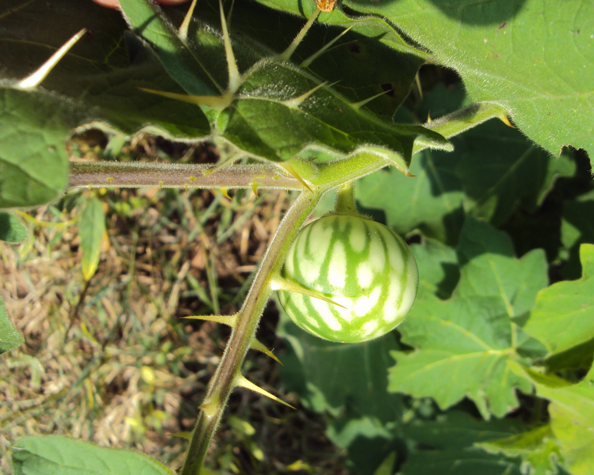 草木のこと Solanum Aculeatissimum イヌホオズキの一種 熟す前は小さなスイカのような実を着け ホオズキのような赤い色に熟れる ソラニンを含むため食べることも出来ずナスにもホオズキにもなれないことから バカナスなんて呼ばれることも 日本には史前