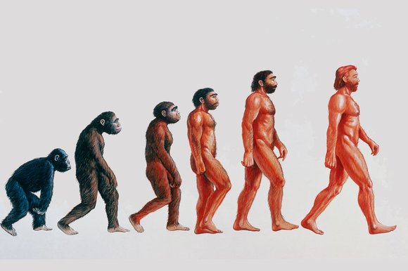 Mandford's tweet photo. For starters, this garbage misinfographic hasn't done us any favors. #evolution
@1aMathieson @PREAUX_FISH https://t.co/W2wIz43xjp
