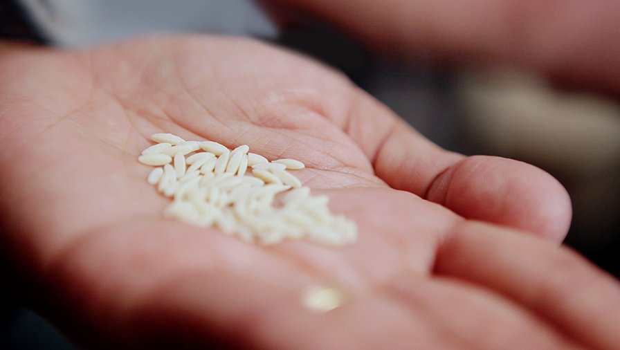 AbbottNews's tweet photo. A new grain looks and tastes like rice, but is packed with nutrients to fight malnutrition. Find out why it matters https://t.co/5QcTO9oQXj https://t.co/j6w4WTmP94