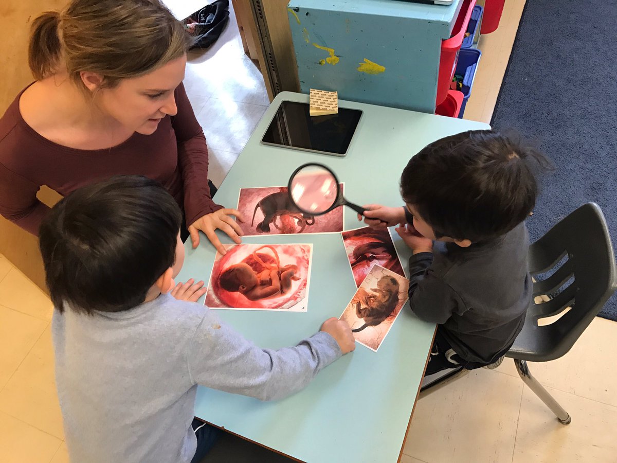 jicslabschool's tweet image. Learning about babies in kindergarten.