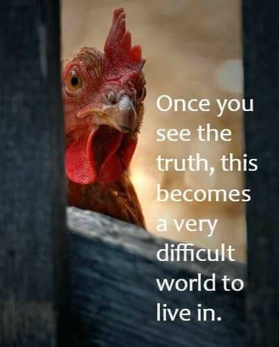 #farm365 <a href="/animalag/">Animal Ag Alliance</a> keep #truth hidden with #Aggag #laws &amp; fictitious #marketing We, the #vegans of #twitter say let's get it out there 👊