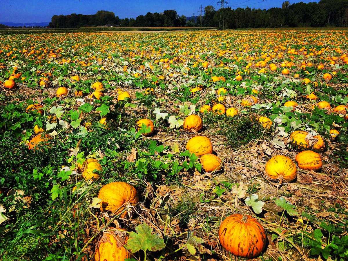 PizaPhotography's tweet photo. #kürbis #plantage #austria #herbst #pizaphotography #abobora #plantação #pumpkin #tourism https://t.co/jUeeRY1nLq https://t.co/q8WyF8V4Gx