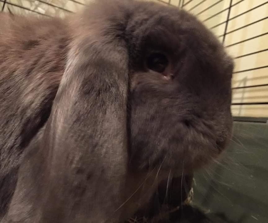 the_fluffle's tweet photo. Love my boy so much ❤🐰 https://t.co/w5OHA33adK