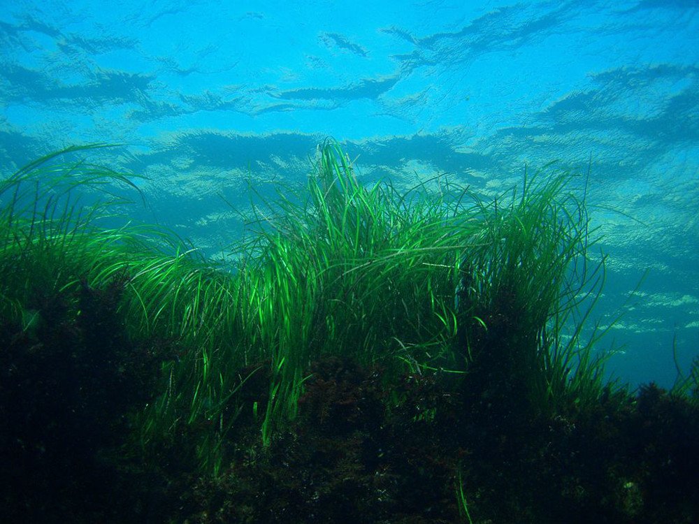 CSIRO's tweet image. Carbon capture? Try the sea floor. Seagrass beats tropical rainforest x2. More in #ECOS blogs.csiro.au/ecos/blue-carb… ^TW