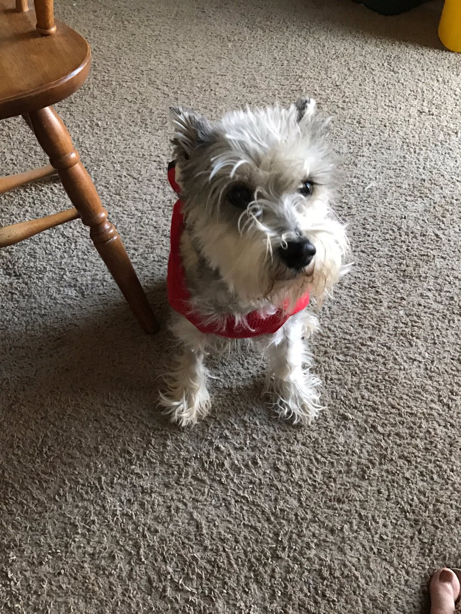 darudayu2's tweet photo. sweater dog https://t.co/qEzF0uhYRi