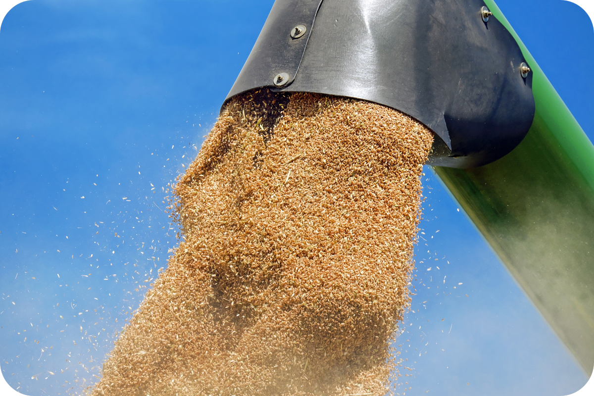 FoodbankAus's tweet image. Foodbank partners w/ #Viterra @cbhgroup @GrainCorp @EmeraldGrain #Grainflow so grain can be donated Australia-wide. bit.ly/fba_grain_flyer