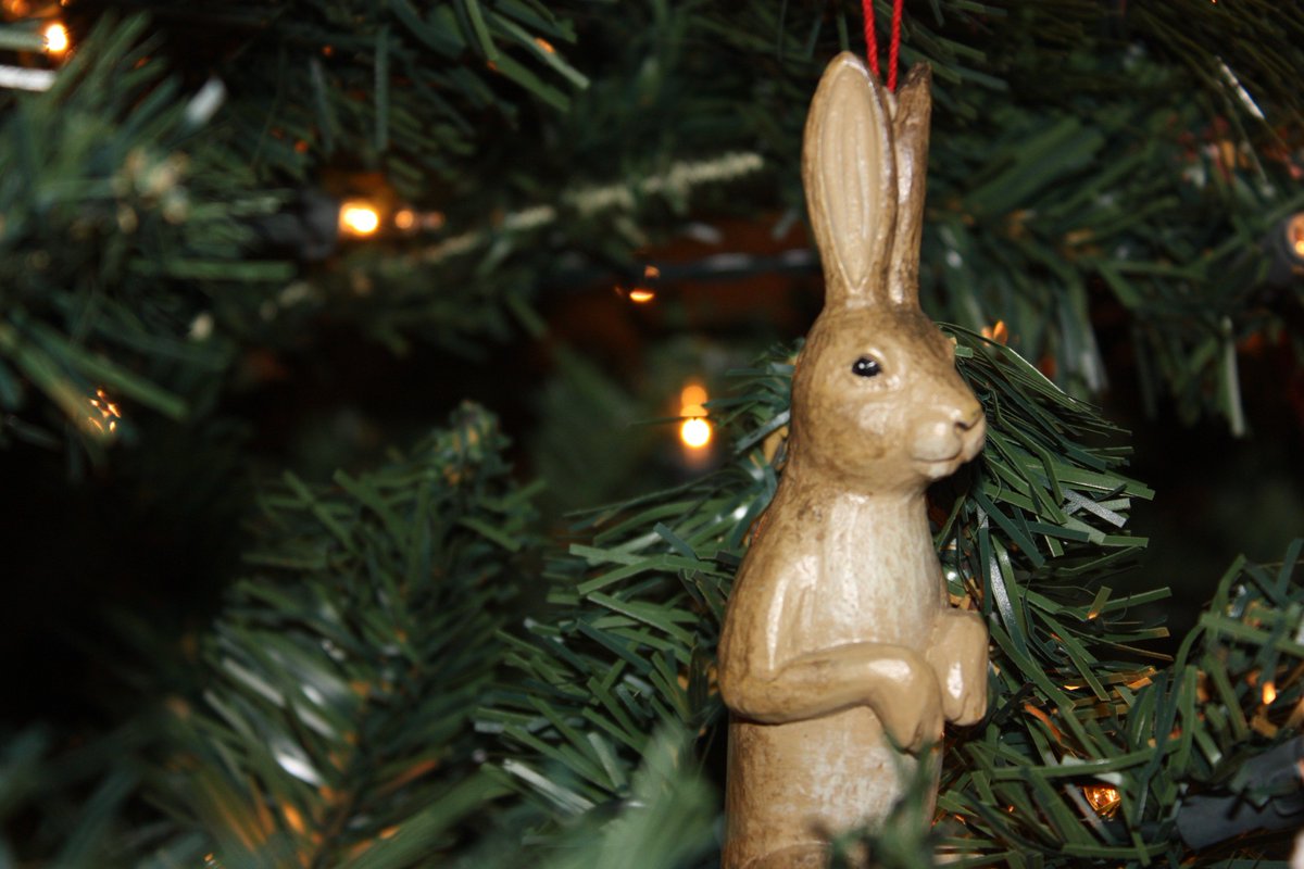 Thump_Bolt's tweet image. Day 8: Bunnies come in all sizes...some of us are rather short and round...others tall and skinny. All are adorable #RabbitsofChristmas