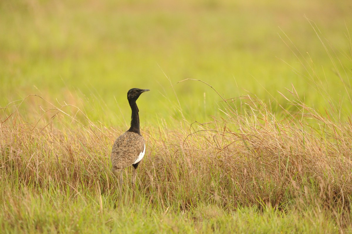 WCSCambodia's tweet photo. Cambodia's #Critically #Endangered Bengal #Floricans Threatened by Planned #PowerLine Development. Press release https://t.co/no3UrRp6Ob https://t.co/lW5akJ7rrO