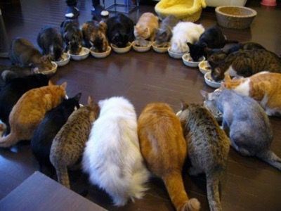 Wildlife_Gift's tweet photo. So how do I train my 8 kitties to eat like this?! https://t.co/nCAExH8g36