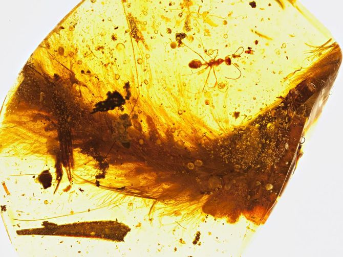 CNET's tweet photo. Dino tail found preserved in amber, has feathers https://t.co/1yMAv0IIXd https://t.co/k9AJg3Wtho