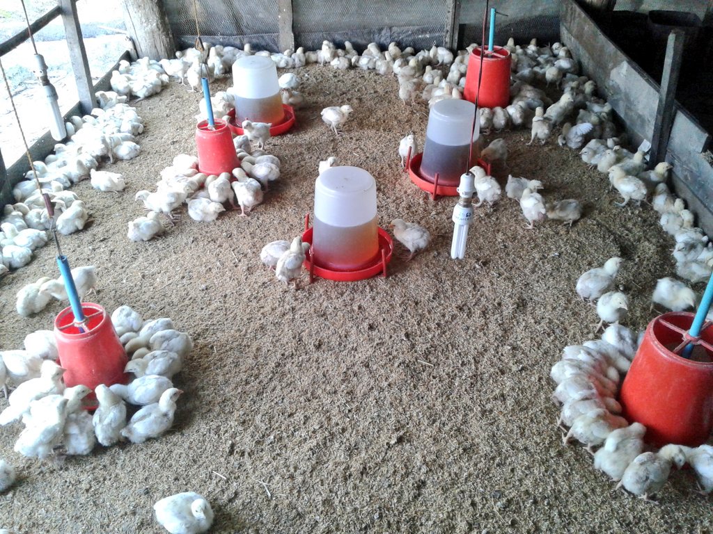 baskotasunil4's tweet image. poultry farming .