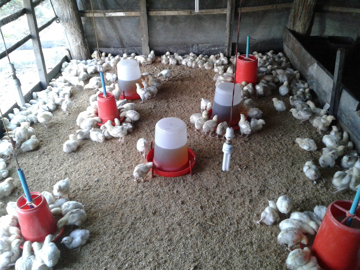 baskotasunil4's tweet image. poultry farming .