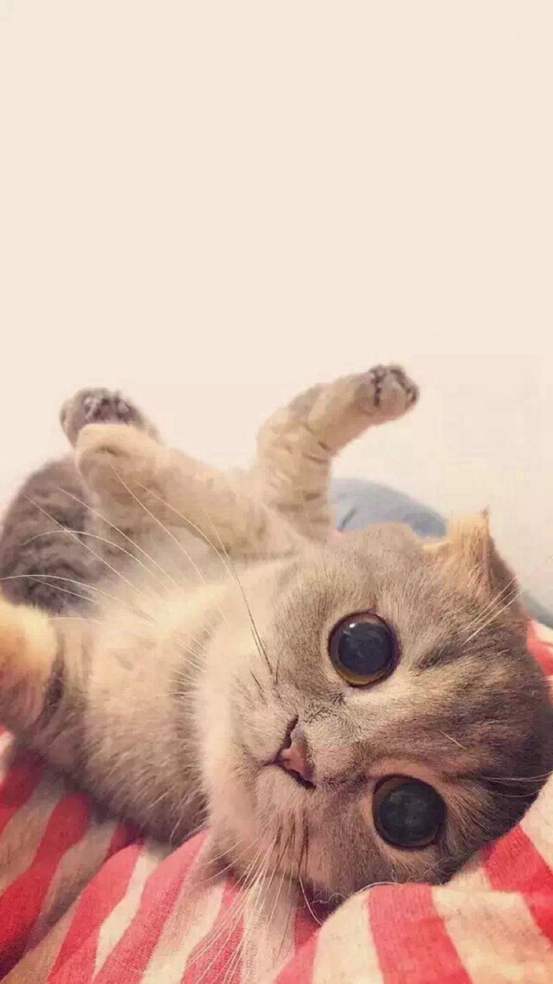 猫派の縦画 待ち受け画像 1080x19pixel Iphone7 Plus対応 猫の待ち受け画像 猫の画像 猫画像 猫 ねこ ネコ 待ち受け 待受 Iphone7 Iphone7plus Rtお願いします T Co Wts5euepgr Twitter