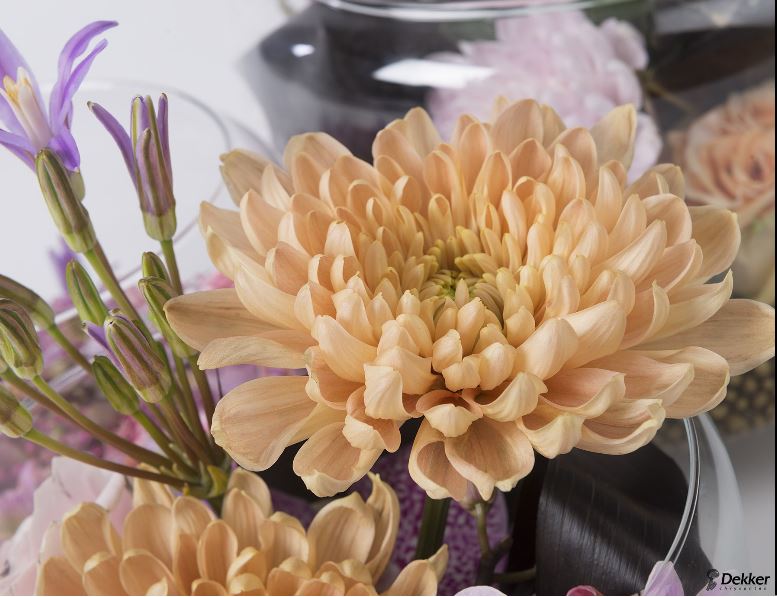 Chrysanthemum ''Aljonka'' with a salmon color grown by <a href="/KZFlowers/">KZ Flowers</a>. Breeder @Chrysanten   ♪ #MasterGrowers