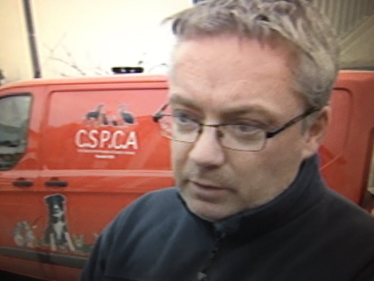 PaulByrne_1's tweet photo. Think twice about an animal as a gift at Christmas time urge welfare groups. See #Tv3News @12.30 @CSPSA @NanciCreedon_DB @DogsTrust_IE https://t.co/e022lVKK5i