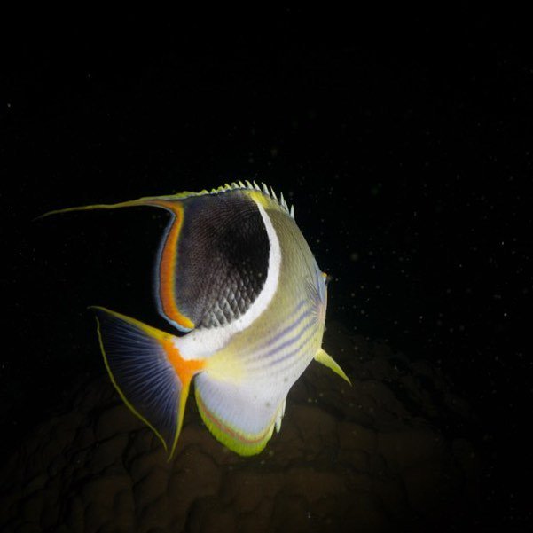 OceanImaging's tweet photo. The elegant tail of an #indianocean Saddle #Butterflyfish, #Chaetodonephippium #chaetodon … https://t.co/aU0HRsm92h https://t.co/LGTEzOVG6R