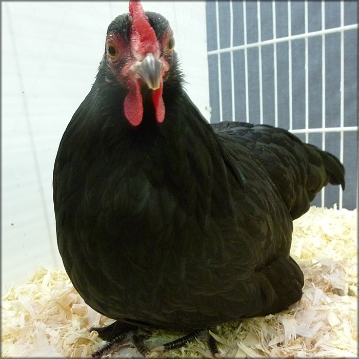 ChickenHour's tweet image. Scots Dumpy - short and stout ruleworks.co.uk/poultry/scots-…