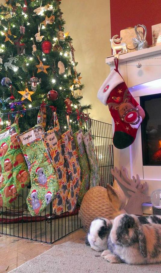 Lagolearn's tweet image. Day 9. Kaylee and rumple are eager bunnies! They have their stockings up already. Thanks Angie for the photo. #adventcalendar #lagolearn