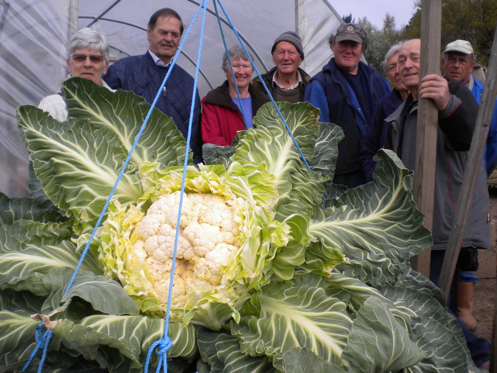 muyinteresante's tweet photo. Esta es la coliflor más pesada del mundo (27,48kg) Más récords asombrosos aquí: https://t.co/A0dA2L8Efd https://t.co/3cAx8Q8Vey