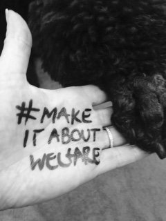 hfd371's tweet photo. Our Dogs Are In Good Hands @JaalaPulford #amendthebill #makeitaboutwelfare @dogsvic #breederwithacapitalb https://t.co/fp5O2SIgy2