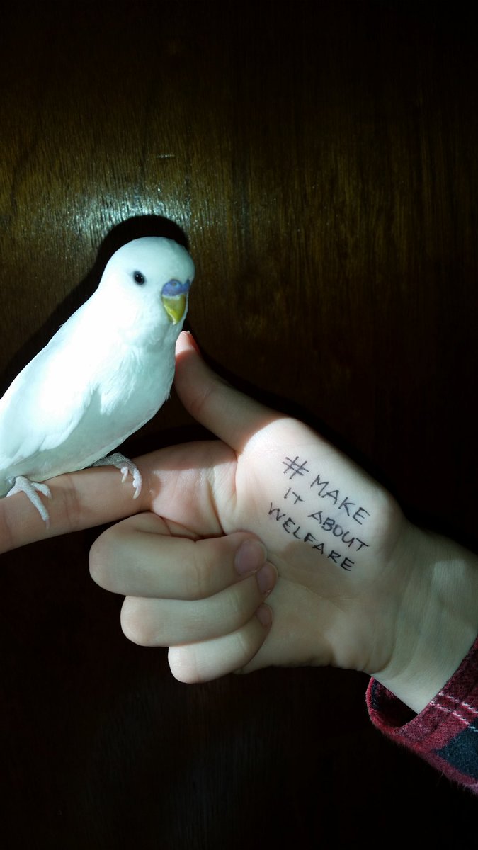 LizTT7's tweet photo. Our birds are in good hands
#makeitaboutwelfare 
#amendthebill 
#danielandrews 
#jaalapulford https://t.co/Aq9eLvbIRZ
