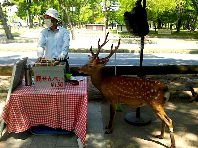 Voyage_Lab's tweet photo. #Japon stand de biscuits pour daims gourmands à #Nara :-) 
https://t.co/snBSBKHjUF #voyage #trip #blog #Japan https://t.co/pIdBOHSVqF