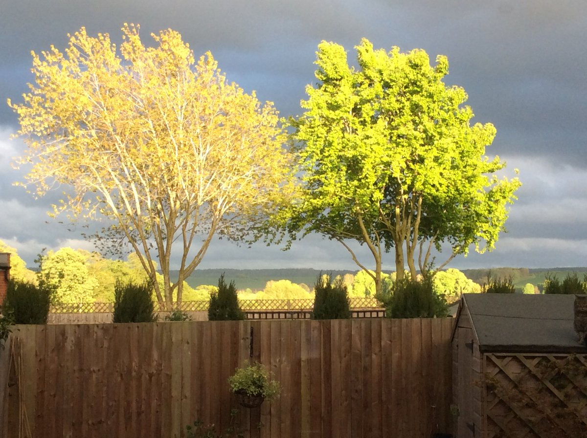 rogerandtreva's tweet image. How was this allowed to happen? @SouthOxon #TreePreservation