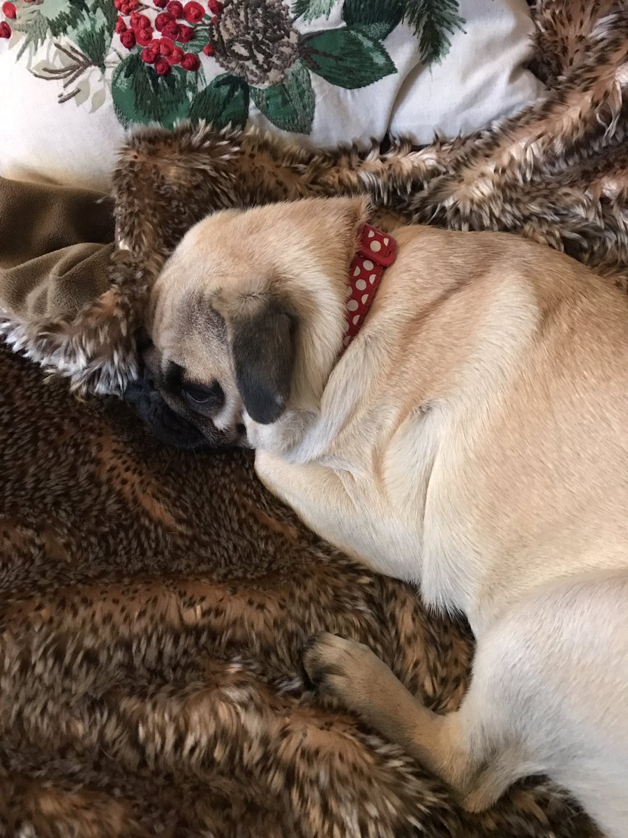 AlidrakePug's tweet photo. Must be a lazy day for pugs 😆 https://t.co/xA38SPHMsM