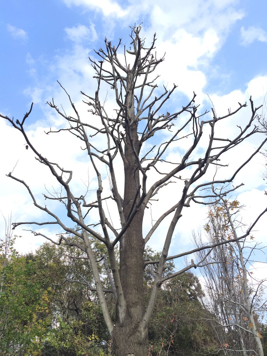 트위터의 赤塚植物園オンライン 花の音 님 ナンジャコリャwパート 5 これは ゆりの木のガクです 街路樹にもよく使われる大きくなる木で 蜜がいっぱい出るので良い蜜源になるのだそうな 今日は大々的に剪定が行われていました ユリノキ T Co